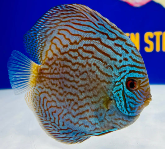 Giant Floral Discus 5-5.5"