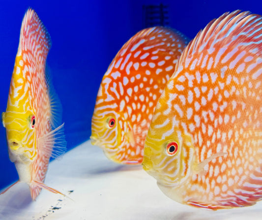 Pigeon Checkerboard Discus 4.5-5"