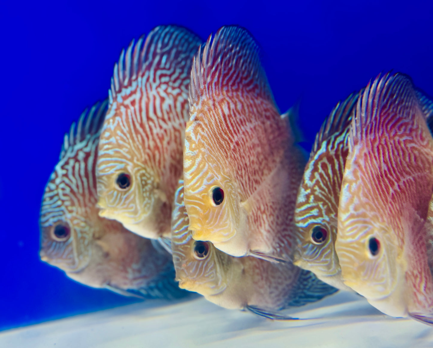 Tiger Snakeskin Discus 4-4.5"