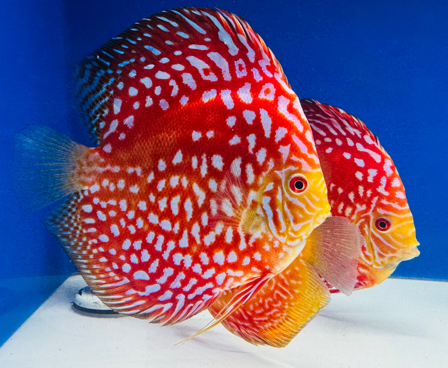 Pigeon Checkerboard Premium Discus 6-6.5"