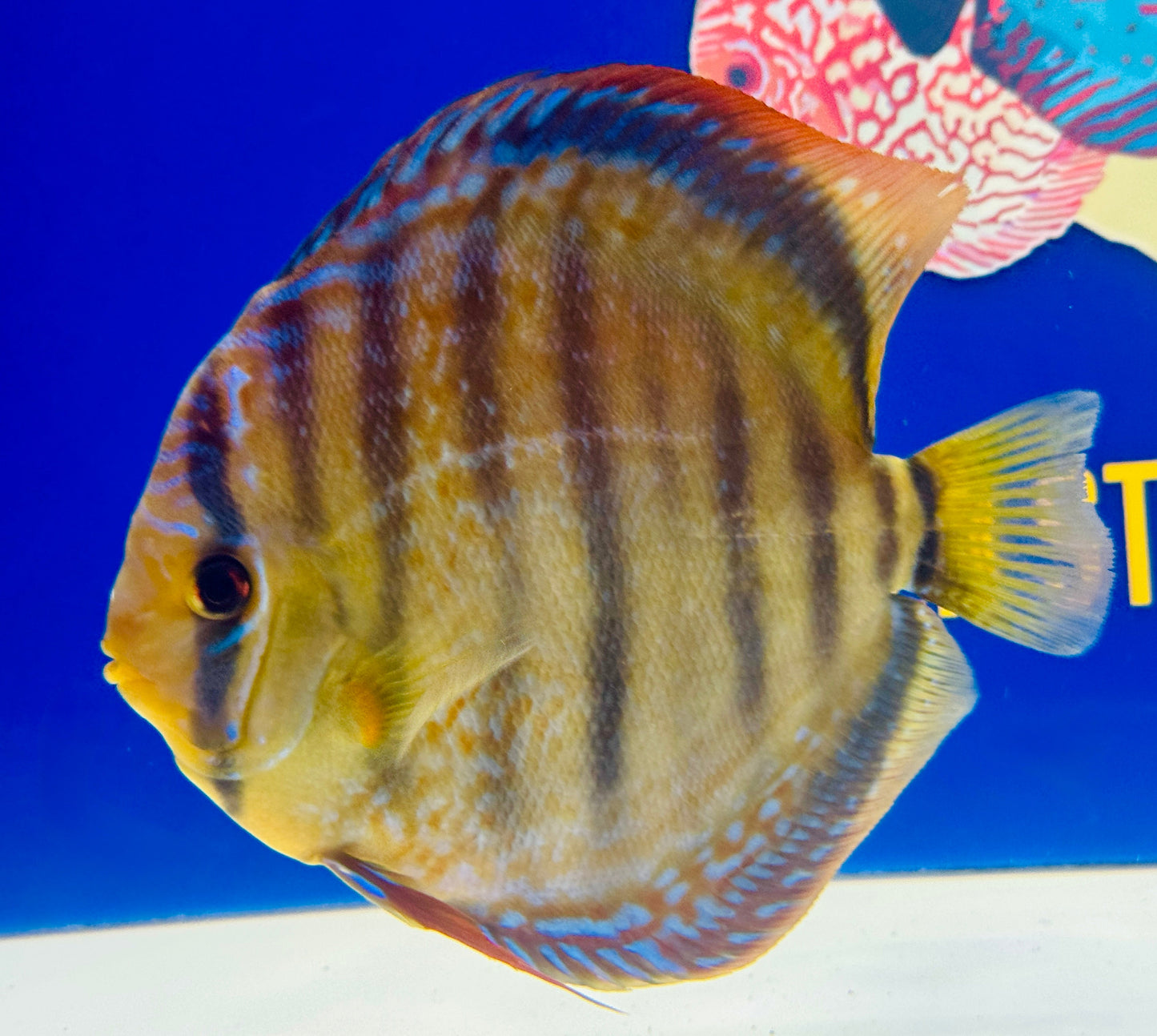 Wild Cross Yellow Paraconi Jumbo Premium Discus 6.5-7.5"
