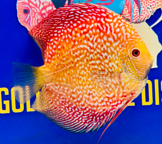 Pigeon Scarlet Snake Jumbo Premium Discus 6.5-7.5"