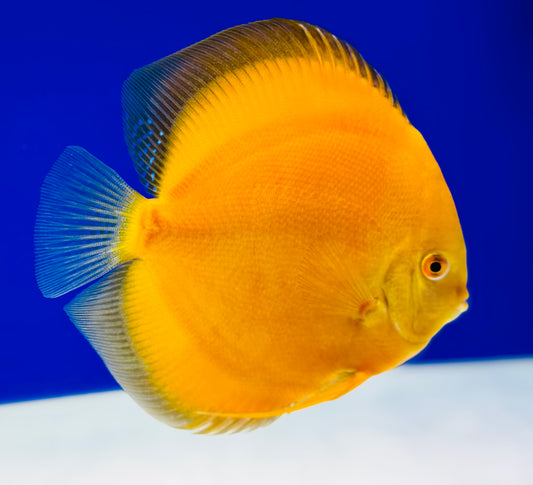 Golden Diamond Premium Discus 6-6.5"