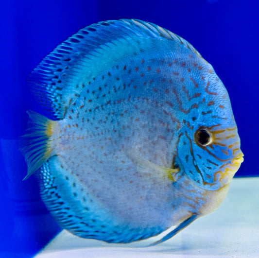 Royal Sapphire Discus Premium Jumbo 6.5-7.5"