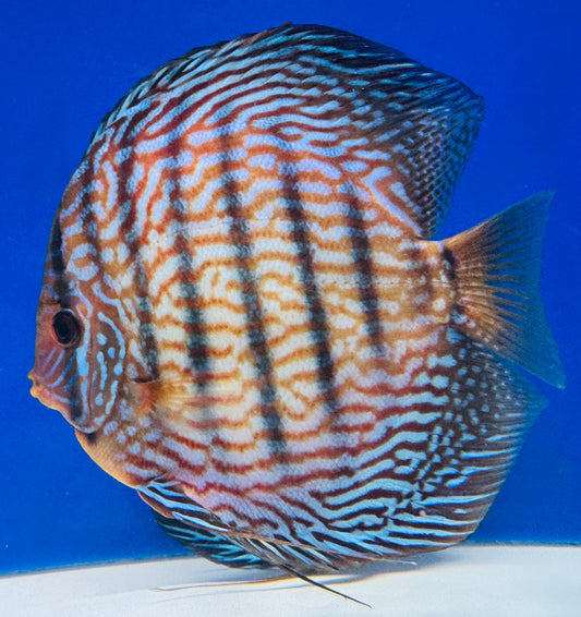 Altum Carnation Jumbo Premium Discus 6.5-7"