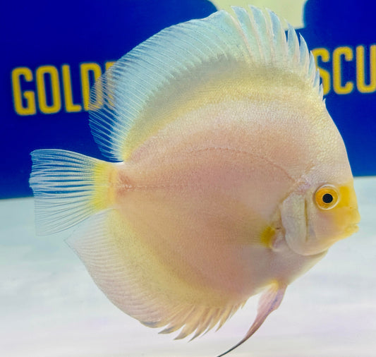 Mercury Discus 5-5.5"