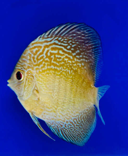 Blue Snakeskin Discus 4-4.5"