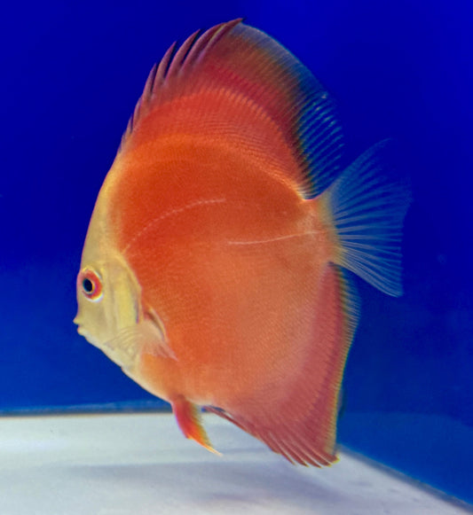 Melon Discus 3-3.5"