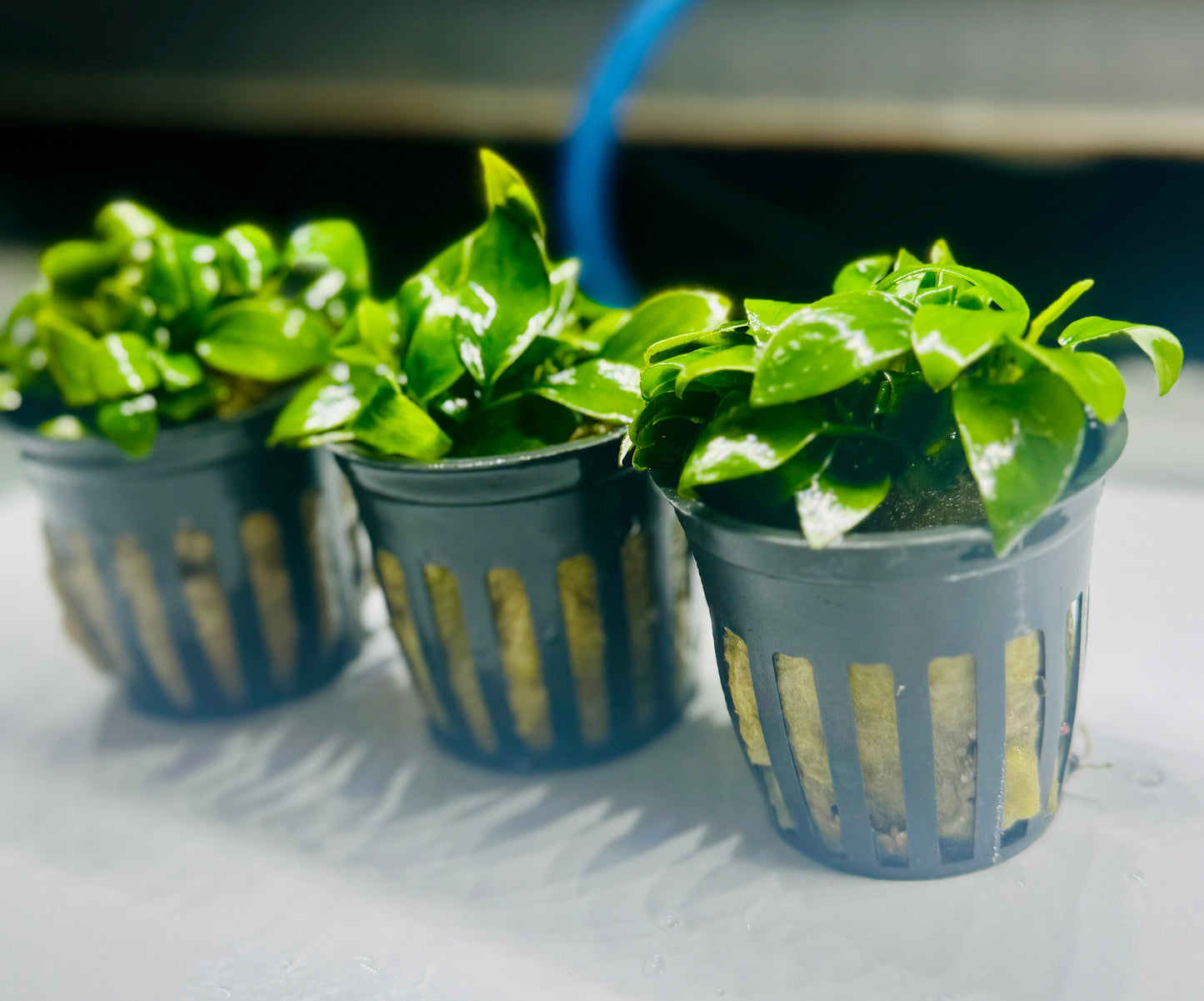 Anubias Nana Petite "small Leaf"