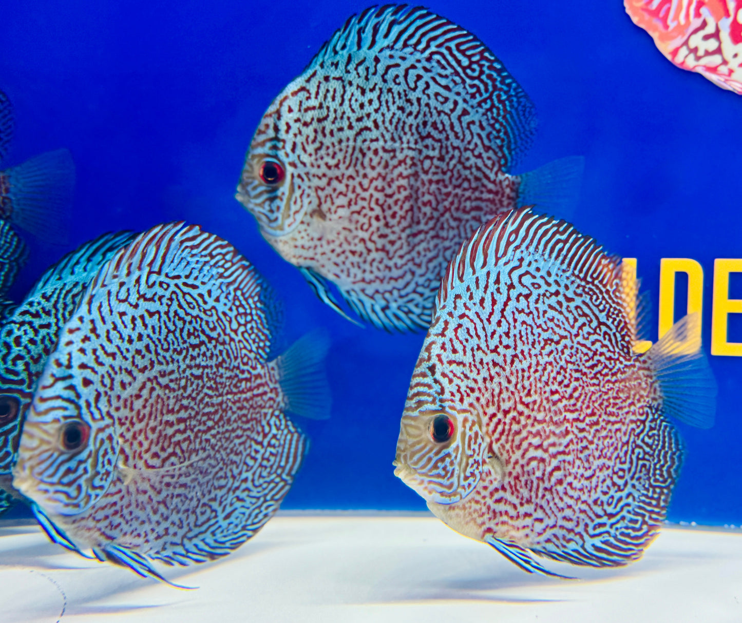 Viper King Discus 4-4.5"