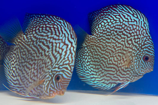 Maze Turquoise Discus 5-5.5"