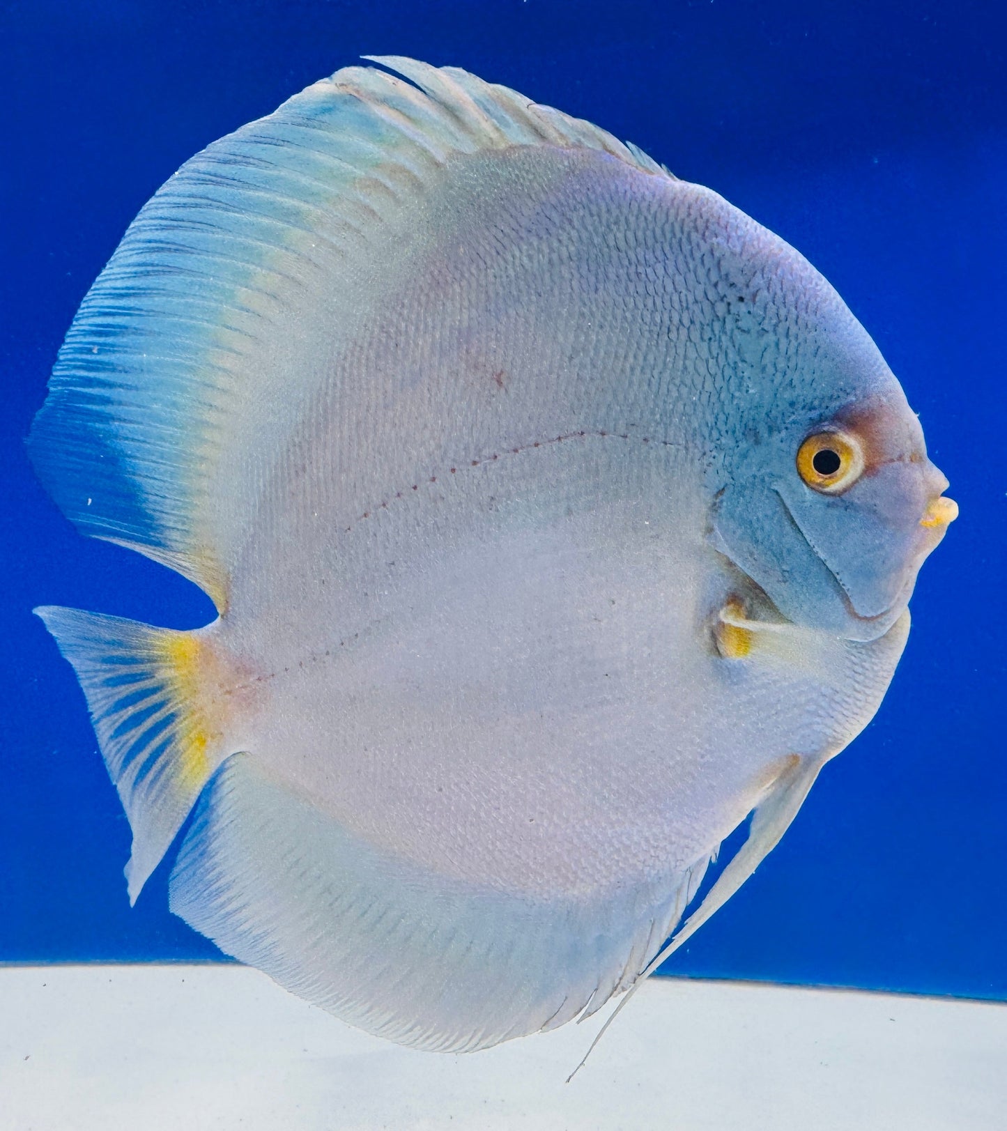 Blue Diamond Jumbo Premium Discus 6.5-7"