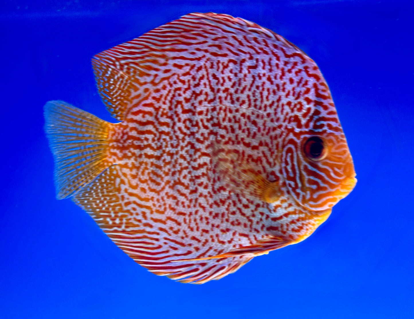 Viper King Discus Premium 6-6.5"