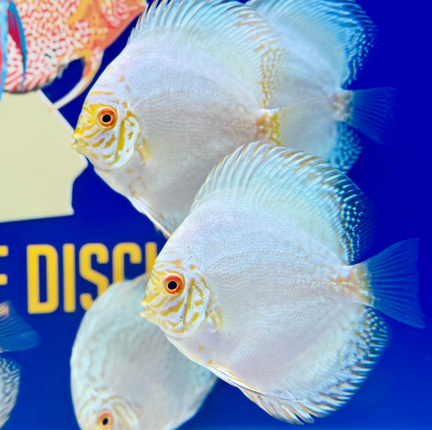 White Butterfly Discus 4-4.5"