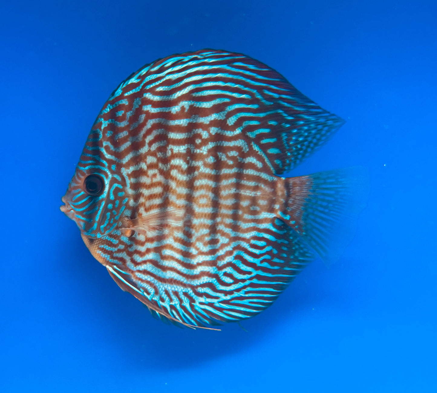 Altum Carnation Premium Discus 6-6.5"