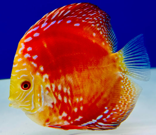 Mateor Pigeon Discus 5-5.5"