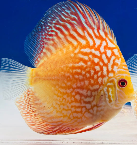 Pigeon Checkerboard Discus 4-4.5"