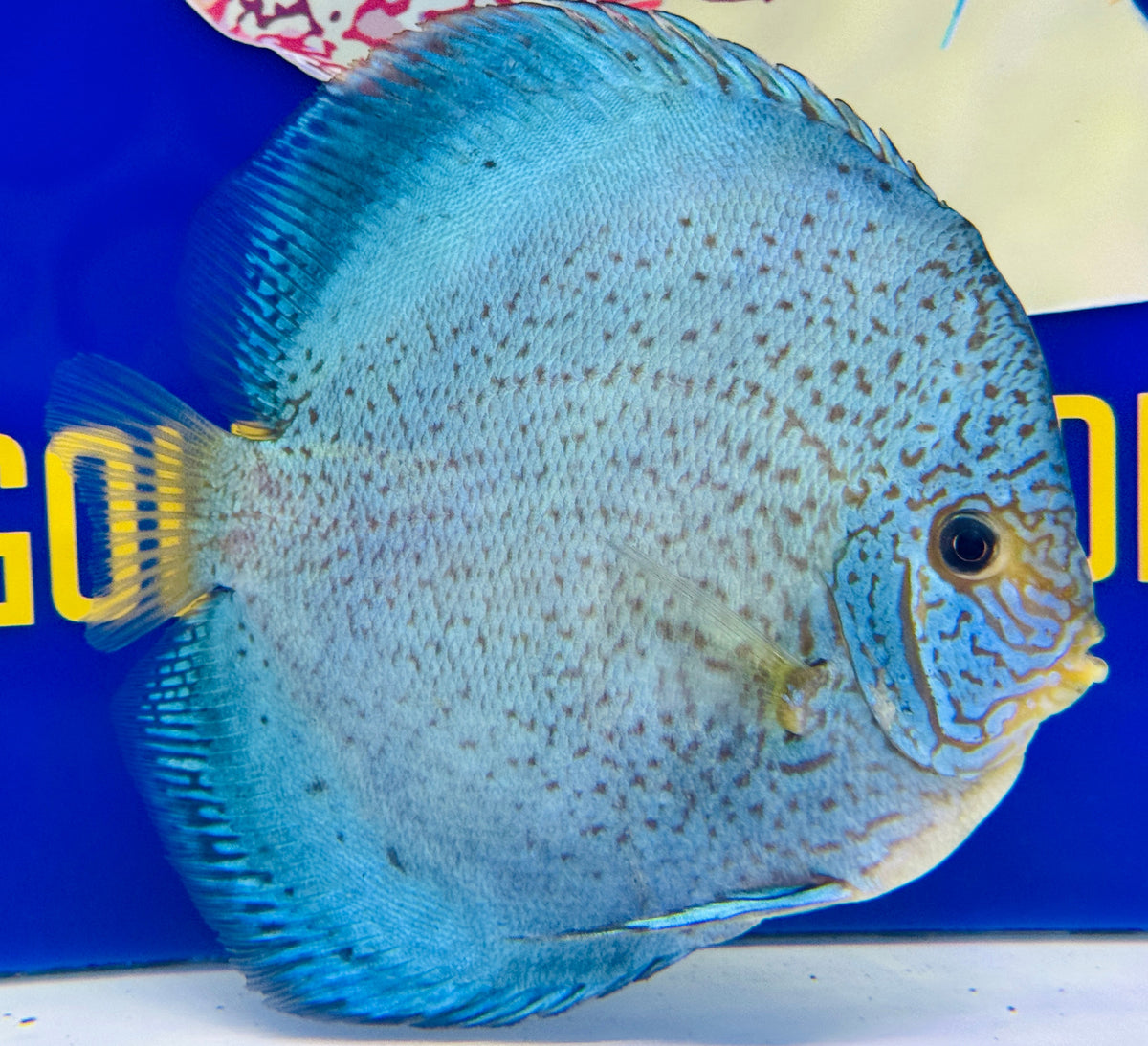 Royal Sapphire Discus Premium Jumbo 6.5-7.5"