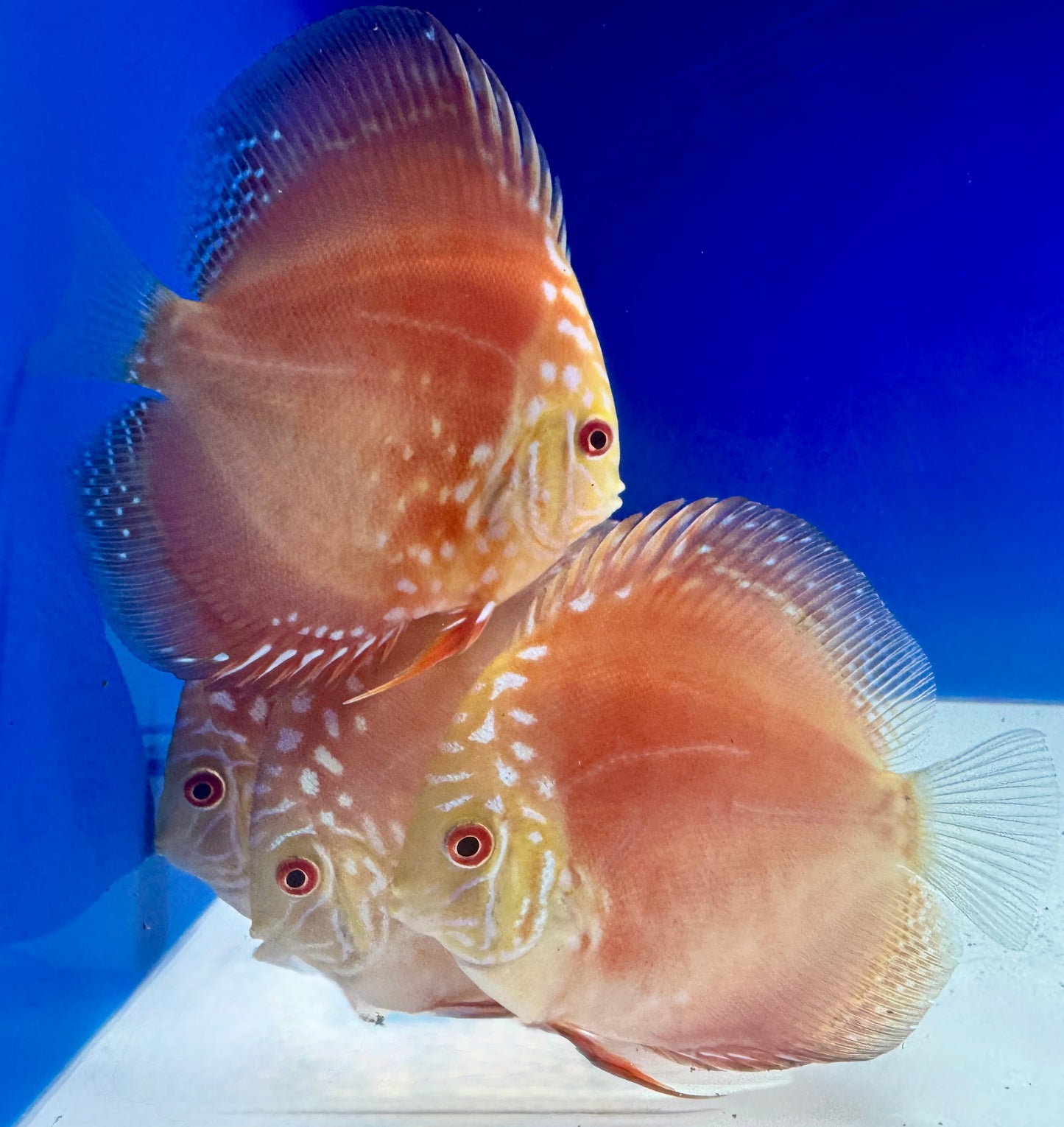Mateor Pigeon Discus 4-4.5"