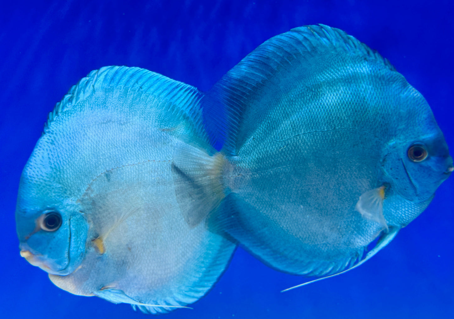 Blue Diamond Jumbo Premium Discus 6.5-7.5"