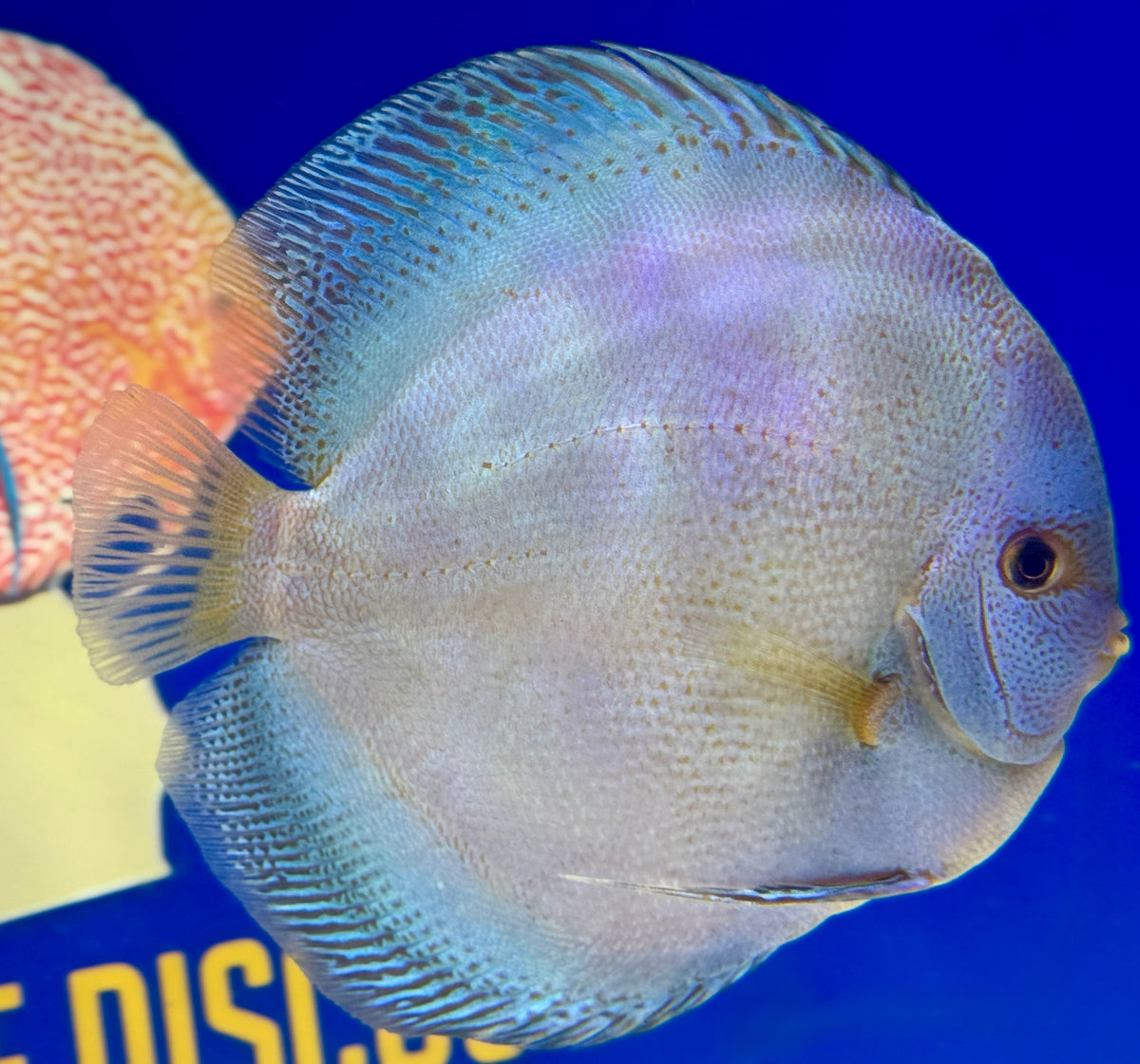 Dragon Snakeskin Jumbo Premium Discus 6.5-7.5"