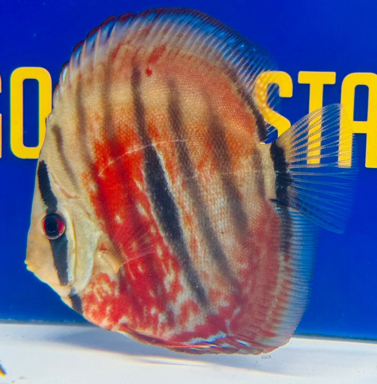 Ica Red KL Discus 4.5-5"