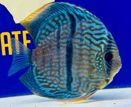 Blue Moon Heckle Cross Premium Kl Discus 6-6.5"