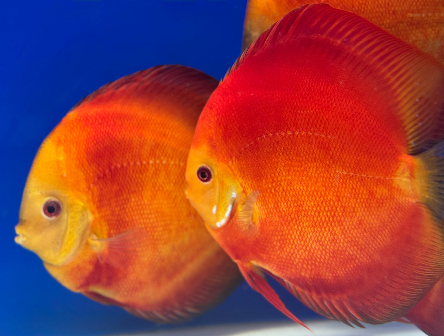 Melon Discus Premium 6-6.5"