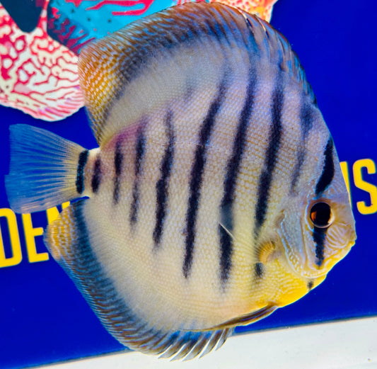 Wild Cross Blue KL Premium Discus 6-6.5"
