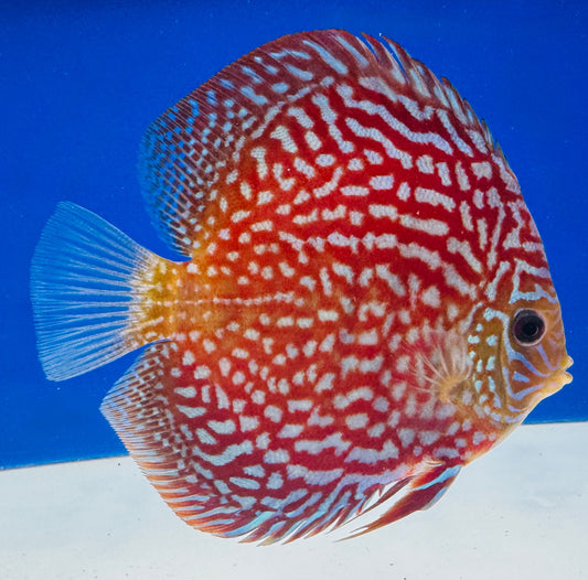 Starlight Galaxy Discus 5-5.5"