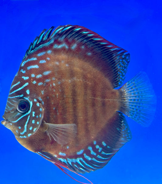Wild Cross Premium Discus 6-6.5"