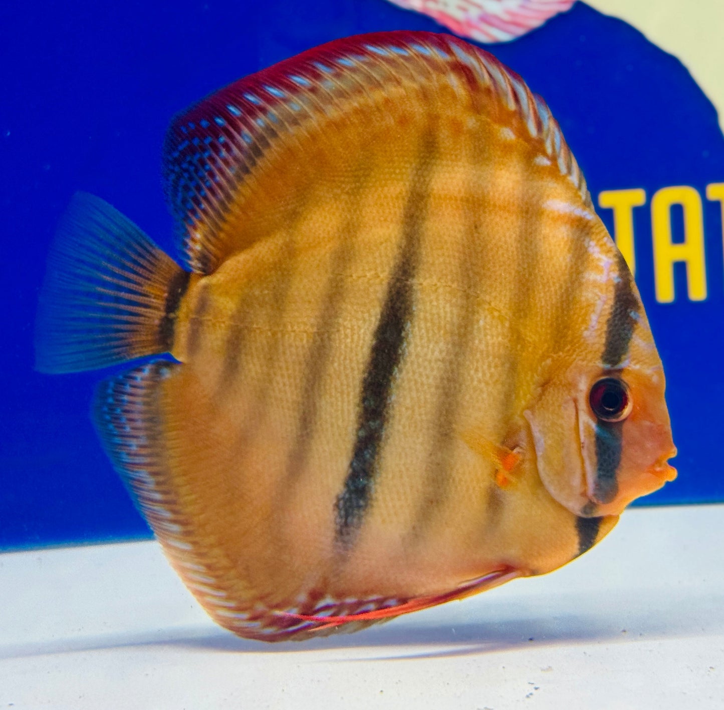 Ica Red Discus Premium 6-6.5"