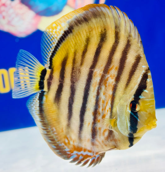 Trombeta Heckle Cross Premium Kl Discus 6-6.5"
