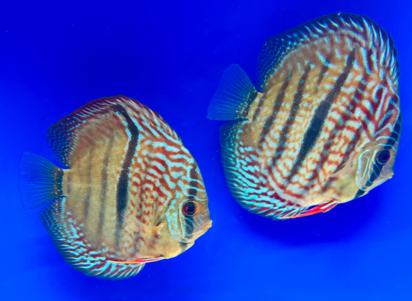 Royal Turquoise Heckel Cross Discus 5-5.5"