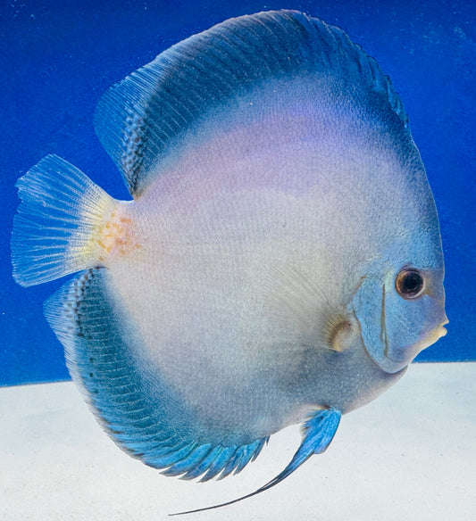 Reflection Deep Discus Premium Jumbo 6.5-7.5"