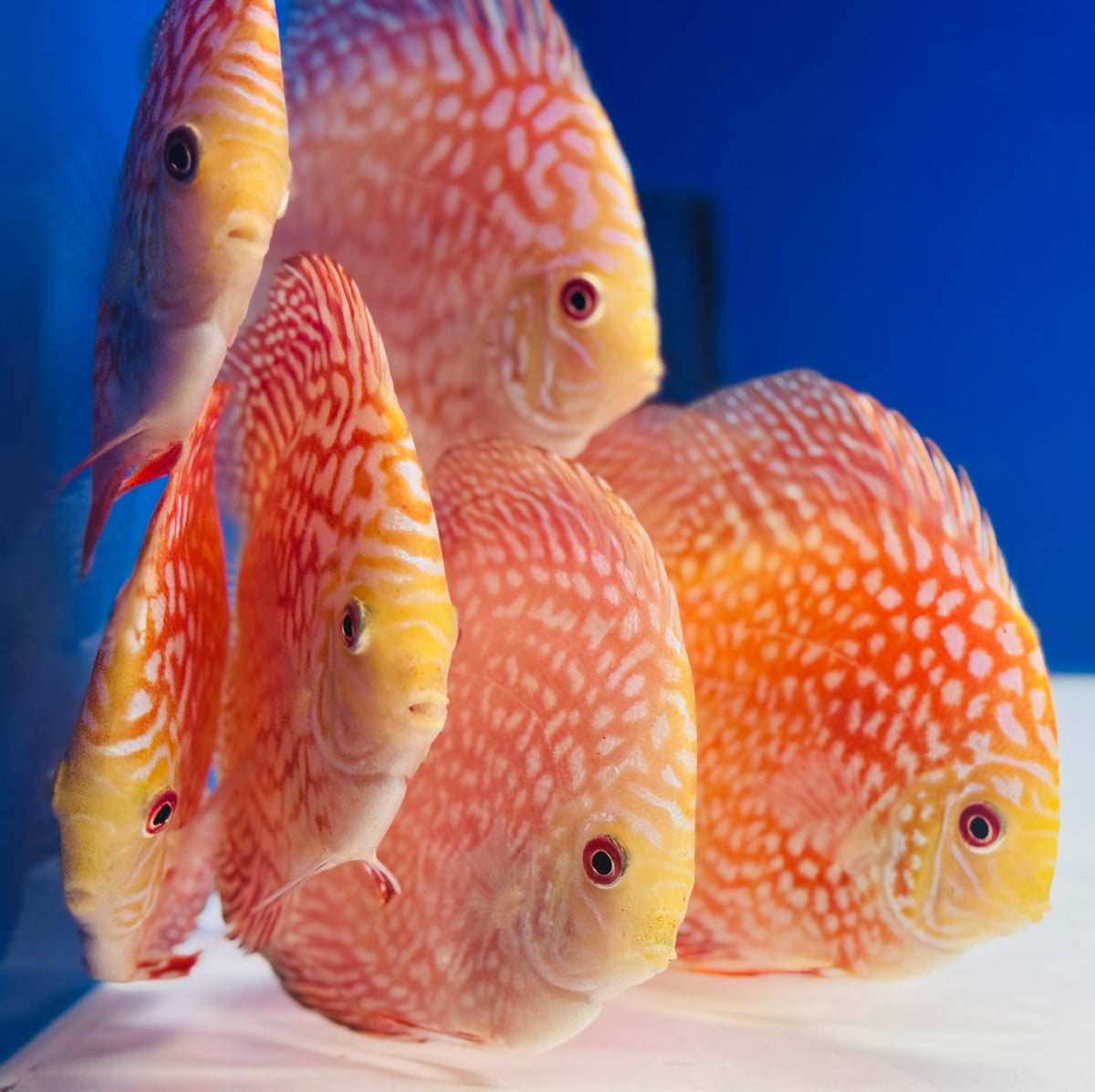 Pigeon Checkerboard Discus 4-4.5"