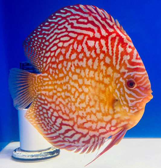 Starlight Galaxy Jumbo Premium Discus 6.5-7"