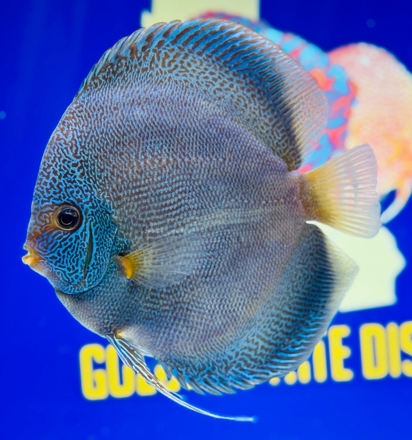 Dragon Snakeskin Premium Discus 6-6.5"