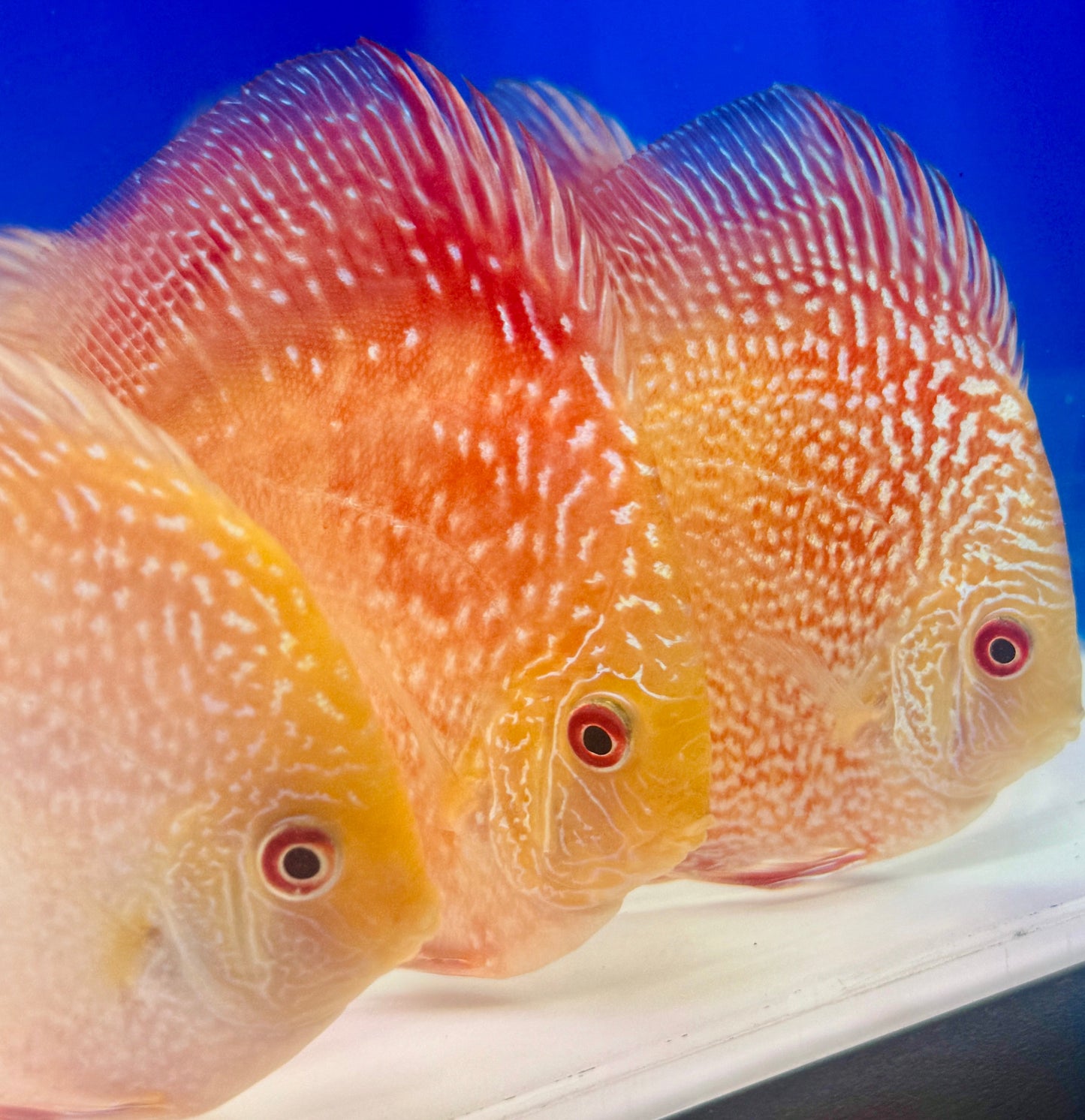 Pigeon Scarlet Snake Discus 4-4.5"