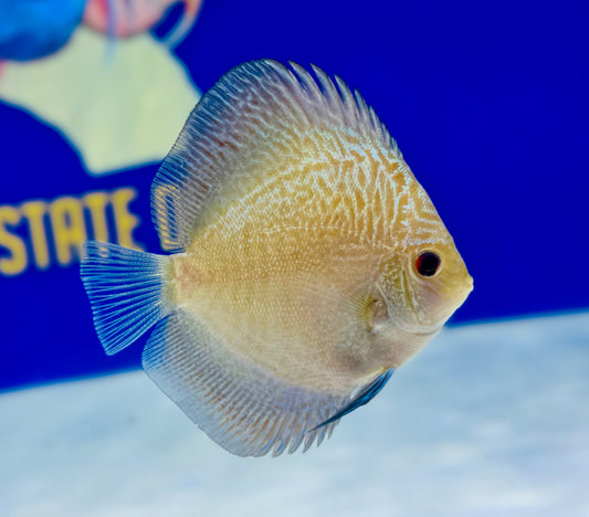 Assorted 10 pack of 3-3.5" discus