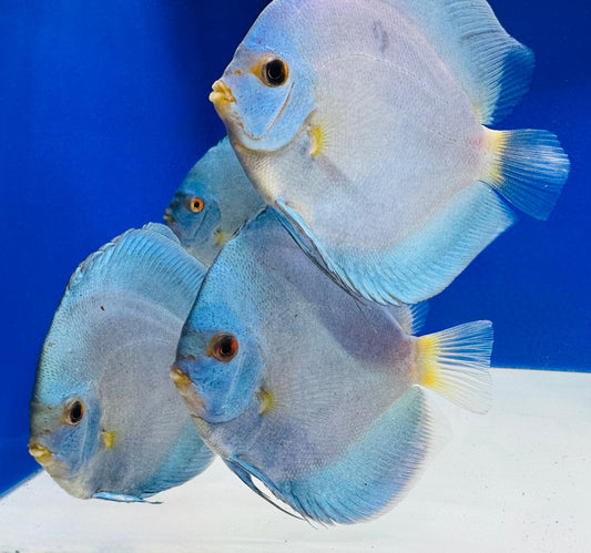 Blue Diamond Discus 5-5.5"