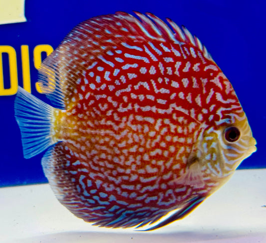Starlight Galaxy Discus 4.5-5"