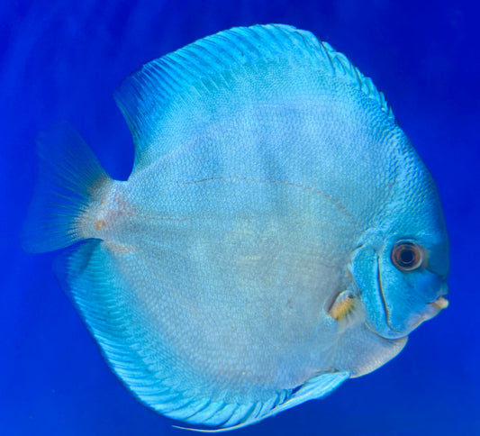 Blue Diamond Jumbo Premium Discus 6.5-7"