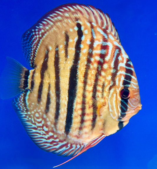 Royal Turquoise Heckel Cross Discus 5-5.5"