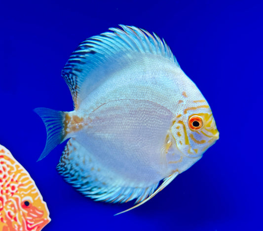 White Butterfly Discus 4-4.5"