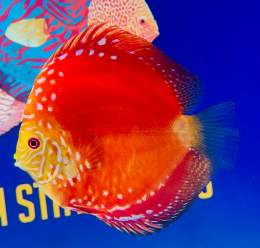 Mateor Pigeon Discus Jumbo Premium 6.5-7.5"