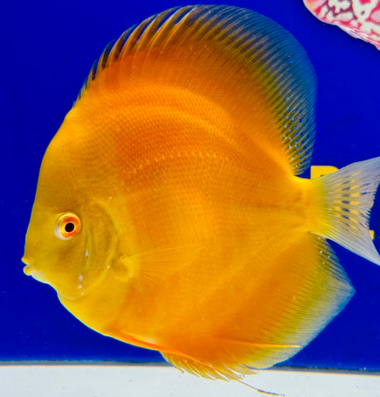 Albino Pearl Diamond Discus 5-5.5”(WYSIWYG) #2