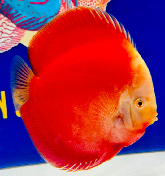 Red White Jumbo Premium Discus 6.5-7"