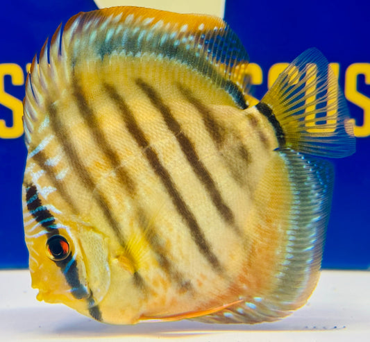 Wild Cross Yellow (Paraconi) KL Discus 5-5.5"