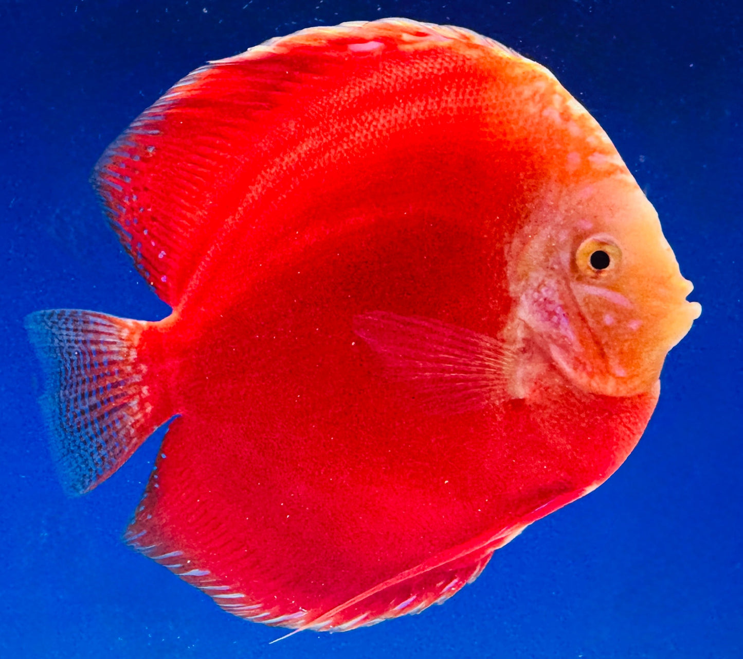 Moonstone Discus Premium 6-6.5"